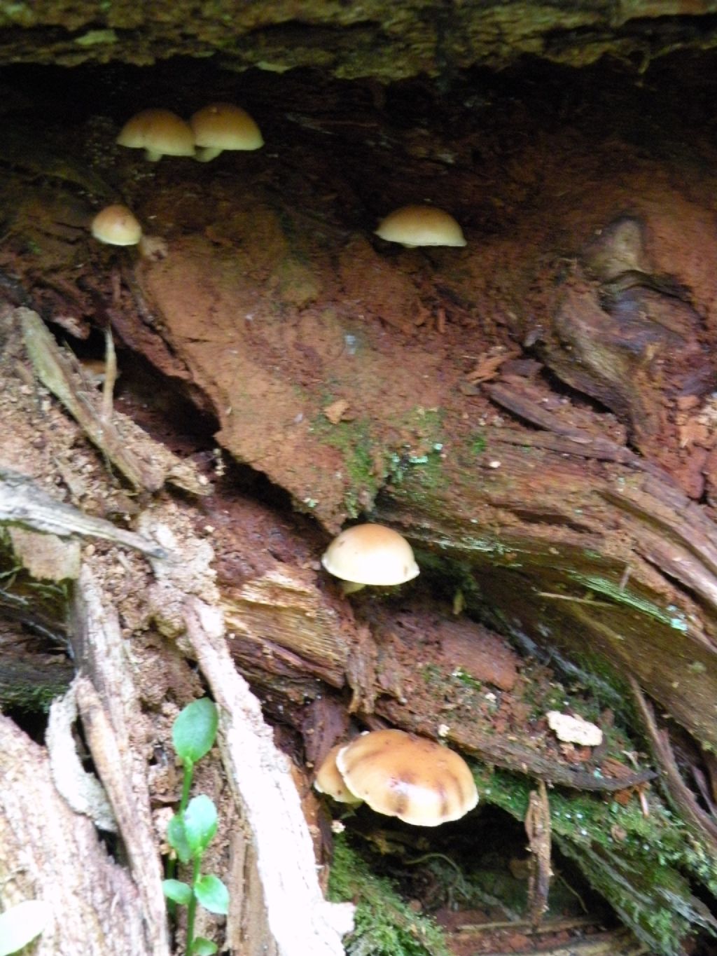 Pu� essere Gymnopilus penetrans?